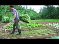 Harvest large mustard greens, Catch fish, Plant potatoes, Cook, Construction of warehouse