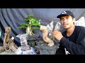 Cara Cepat Membuat Bonsai Menjadi Lebih Mahal