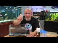 I spiked AMMONIA On Purpose In My Aquarium!