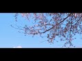 Cherry Blossoms and the trains/Avid/SawanoHiroyuki[nZk] / CINEMATIC VLOG