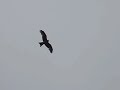 Red Kite in Dunstable