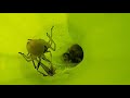 Carnivorous plant VS Wasp, how sarracenia catches its prey