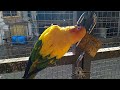 Sun conure birds ready breeding 2 time 2023 #sun conure birds 2 egg lay#vido# viral.