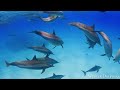 Under The Sea 4K - Scenic Wildlife Film With Calming Music