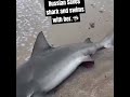 Russian saves shark and swims with her