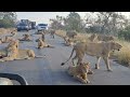 Biggest roadblock in Africa. Kruger National Park