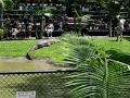 Crocodile feeding at the Australian Zoo