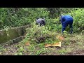 Eye-catching transformation of a house abandoned for 30 years - Cutting down overgrown trees