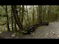 Lush Rainforest Walk in Lynn Headwaters Park, North Vancouver, BC Canada