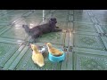YOU LAUGH YOU LOSE😍Best Funny Animals Video 2024😹🐶