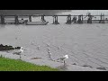 Seagulls and a Plover