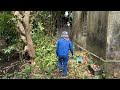 Cutting down an overgrown 30 year old wild PLUM tree covering the roof DANGEROUS