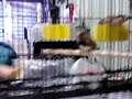 English zebra finches 1