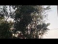 33-Second video with some crispy nature sounds (UHD Audio)