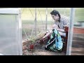 Planting Tomatoes & Squash | May in our English Vegetable Garden