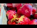 Hirap Pala Mag-Harvest Ng STRAWBERRY ! || Strawberry Picking  ( 5.27.24) ​ ​⁠#strawberry #fruit