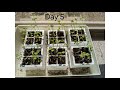 Brassica F2 pants Day 1 7