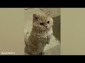 10 Minutes of Adorable cats and kittens videos to Keep You Smiling! 🐱