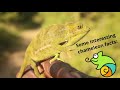 Chameleon Facts   Sakhile Dube
