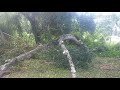 Taking down a tree the wrong way