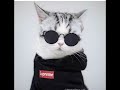 cool ket🐈‍⬛🕶🐈🕶🐈‍⬛🕶