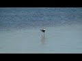 Reddish Egret