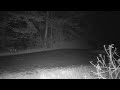 Porcupine waddle caught on trail cam