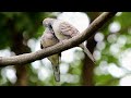 What Do Baby Doves Eat - What To Feed Baby Doves