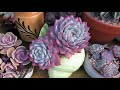 How to Grow, Fix & Propagate LEGGY SUCCULENT