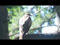 Baby Red-tailed Hawk catched the Squirrel @ Hawk Hill, High Park