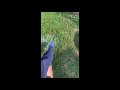 Flea and Tick In your yard Killer / Preventer DIY Cheap - works for me