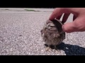 Baby Owl caressed in Verona