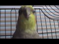 Sneezing Cockatiel