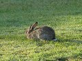 STOAT AND RABBIT, PONTEFRACT PARK.