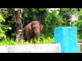 #Elephant# Allowing #Jasoprakas# For His Trouble Free Long #Rainy# Road Walk.