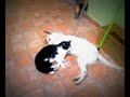 amor de cão e gato