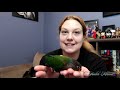 Introducing Our New Family Member Aurora ~ Crimson Bellied Conure ~