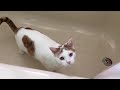 Funny cat plays with his tail