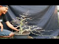 PRUNING DAN WIRING BAHAN BONSAI ILENG ILENG