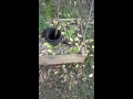 My first Garden / Orchard video of my backyard.