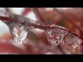 Photo Walk in Icy Conditions ❄️ Macro and 400mm Photography