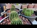 Cactus and Succulent Spring Update Part 2