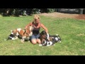 Basset Hound Puppies at 6 Weeks