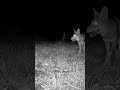 3 pack of coyotes cruising through the night #wildlife #coyote #wildlife #trailcam #orangecounty