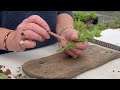 6 Plants You Can Propagate Now In July & How To Take Those Cuttings