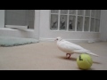 Dove plays with a ball