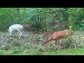 Albino Deer with family at Mill Creek Park Youngstown Ohio