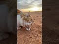 Desert Cat sneaks up on a prey #shortvideo #viralvideo #trending #cat #desert #mashallah #animals