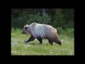 Epic encounter with a huge grizzly In Kananaskis