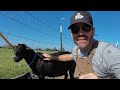 Meet the Coolest Creatures Ever! GOATS! (Educational Farm Fun For Kids)